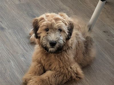 ISO wheaten terrier stud
