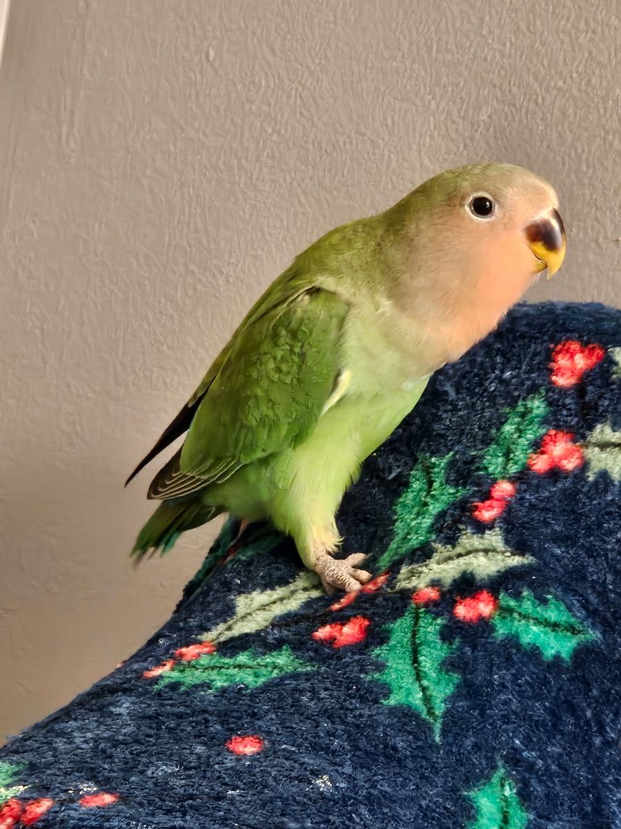 Two Baby Peach-Faced Lovebirds for Sale