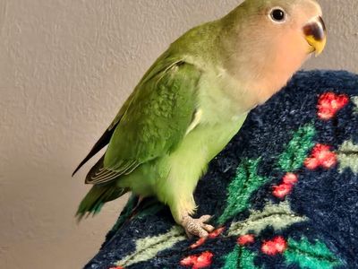 Two Baby Peach-Faced Lovebirds for Sale