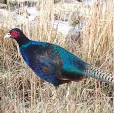 Ring neck Pheasant