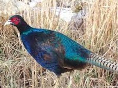 Ring neck Pheasant