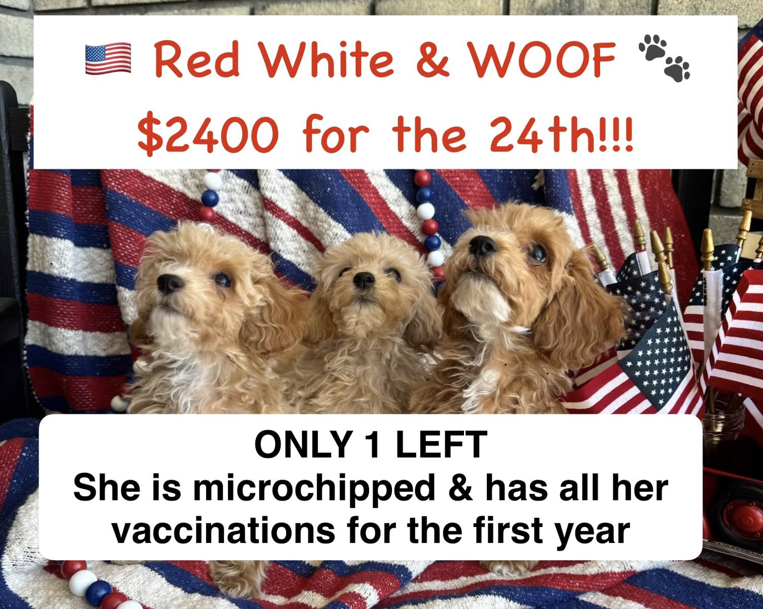 Adorable Mini Poochon/Bichoodle Puppies (Bichon Frise/Poodle) Hypoallergenic & Potty Pad Trained (only 1 left)