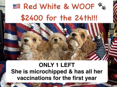 Adorable Mini Poochon/Bichoodle Puppies (Bichon Frise/Poodle) Hypoallergenic & Potty Pad Trained (only 1 left)