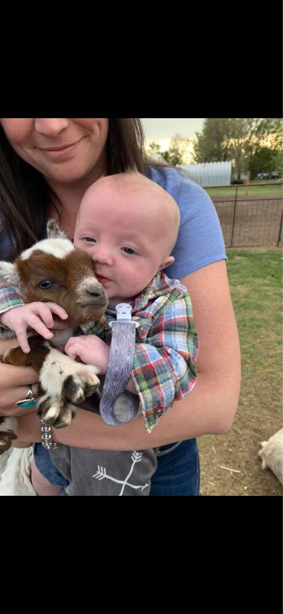 Baby Nigerian Dwarf Goats For Sale