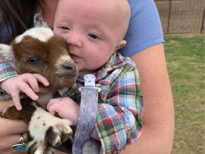 Baby Nigerian Dwarf Goats For Sale