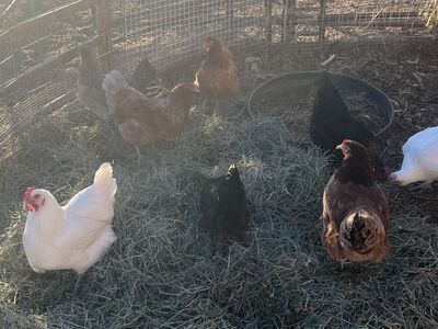 Laying hens