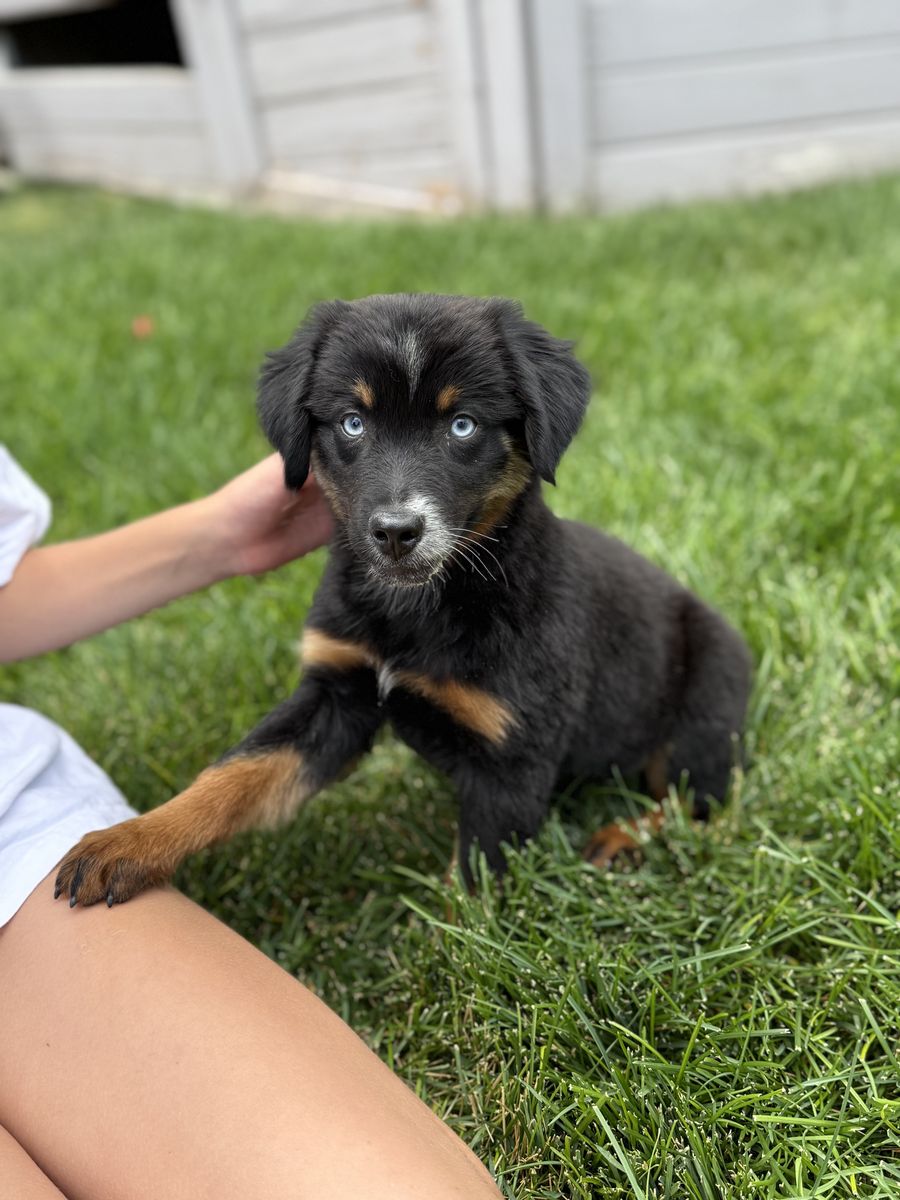 Mini Aussie