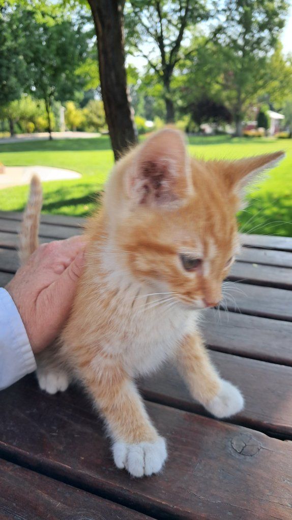 Kittens for sale