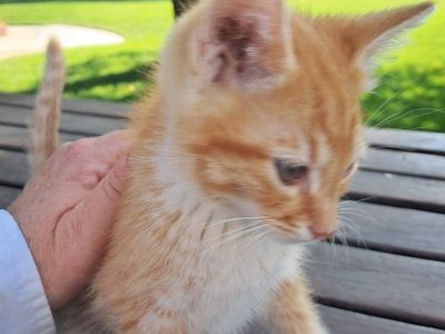 Kittens for sale