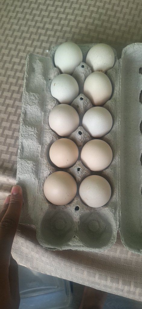 Hatching Eggs