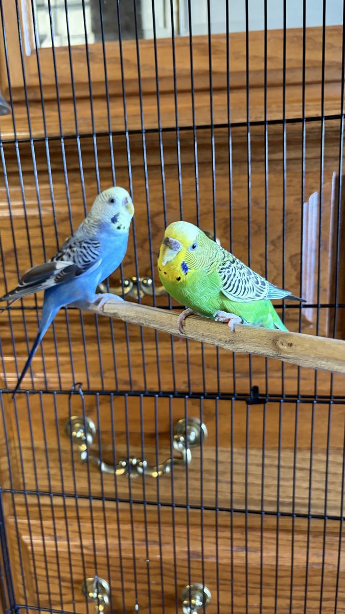 Pair of Healthy Budgies / Parakeets with Cage