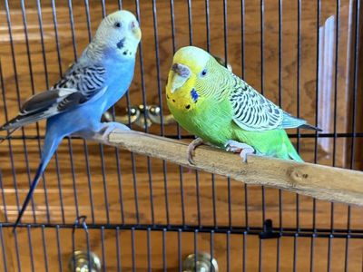 Pair of Healthy Budgies / Parakeets with Cage