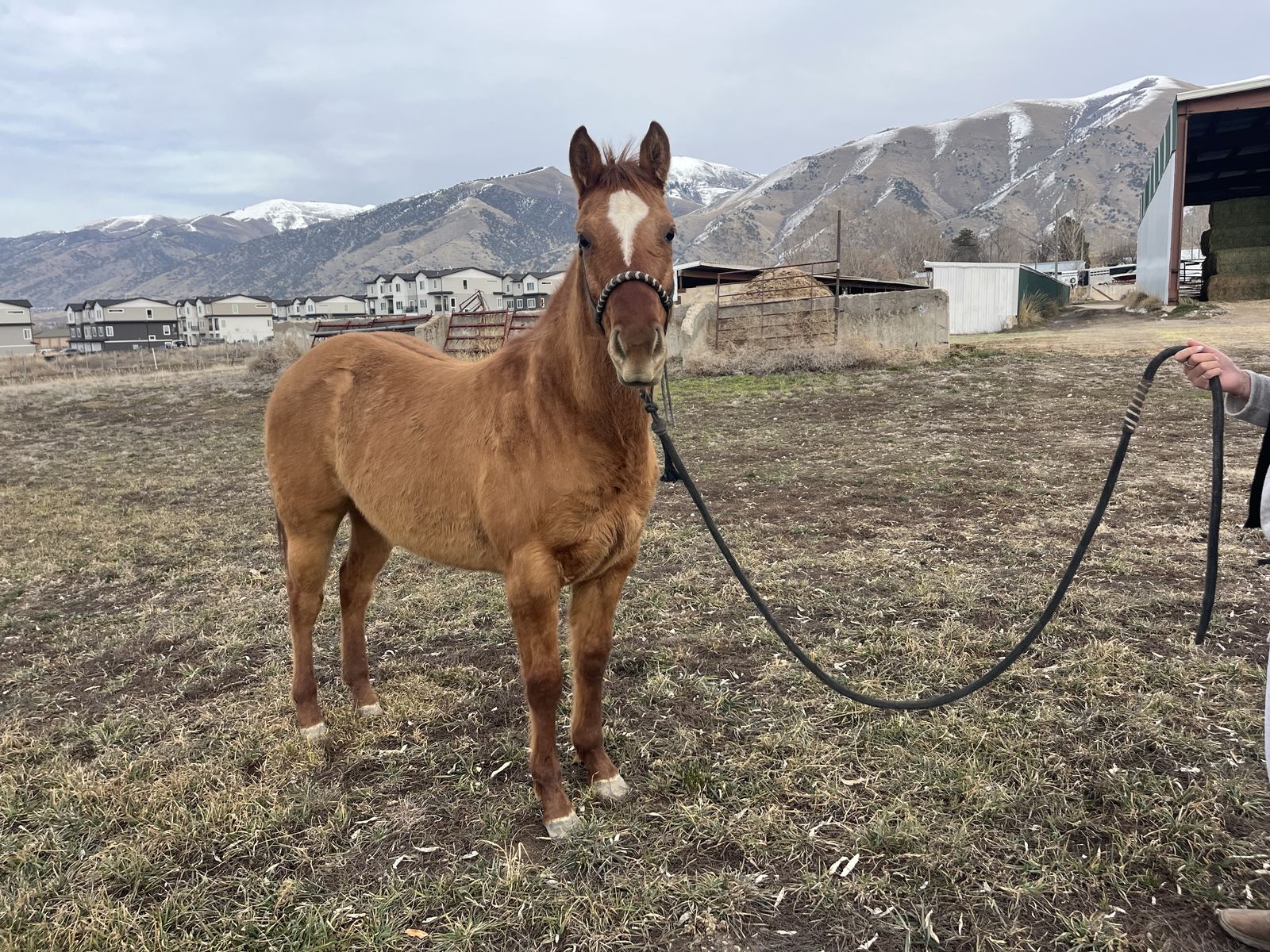 AQHA Filly