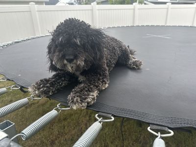 Mini Poodle