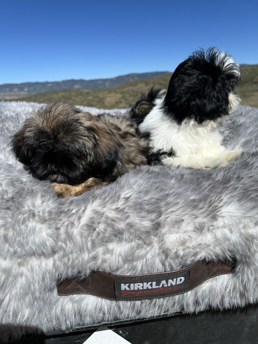 Purebred Shih Tzu puppies