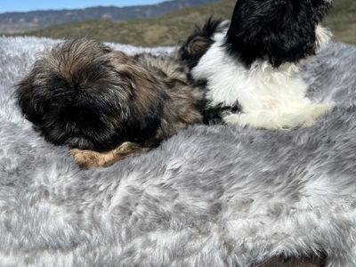 Purebred Shih Tzu puppies