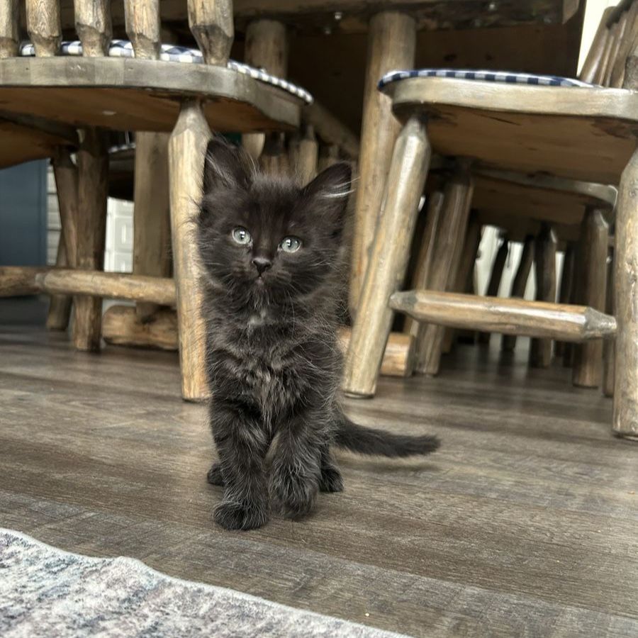 Kittens!