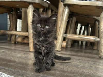 Kittens!
