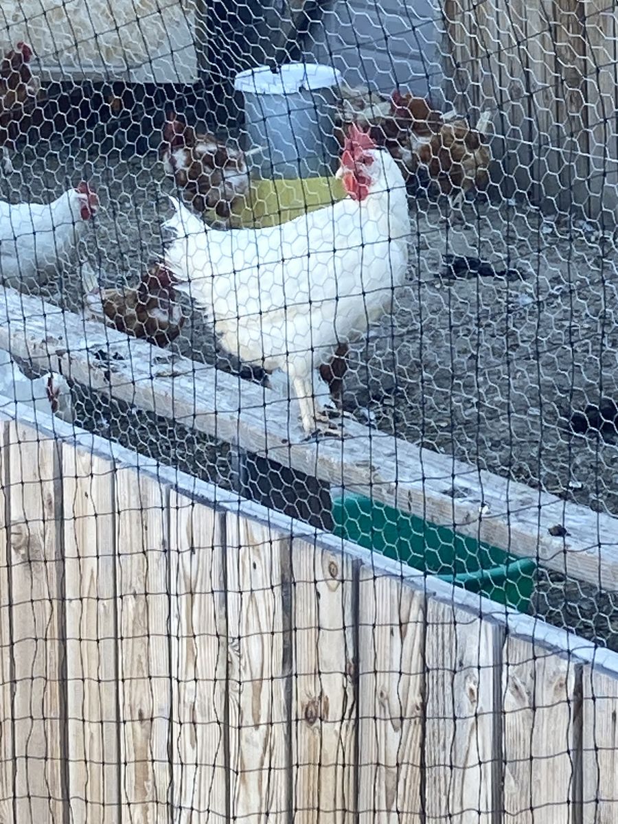 White leghorn