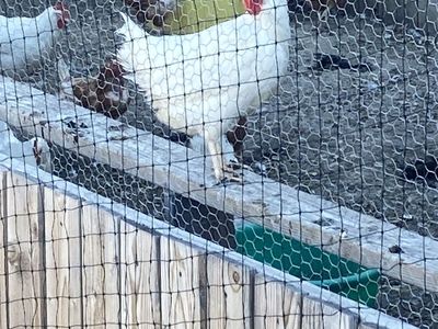 White leghorn