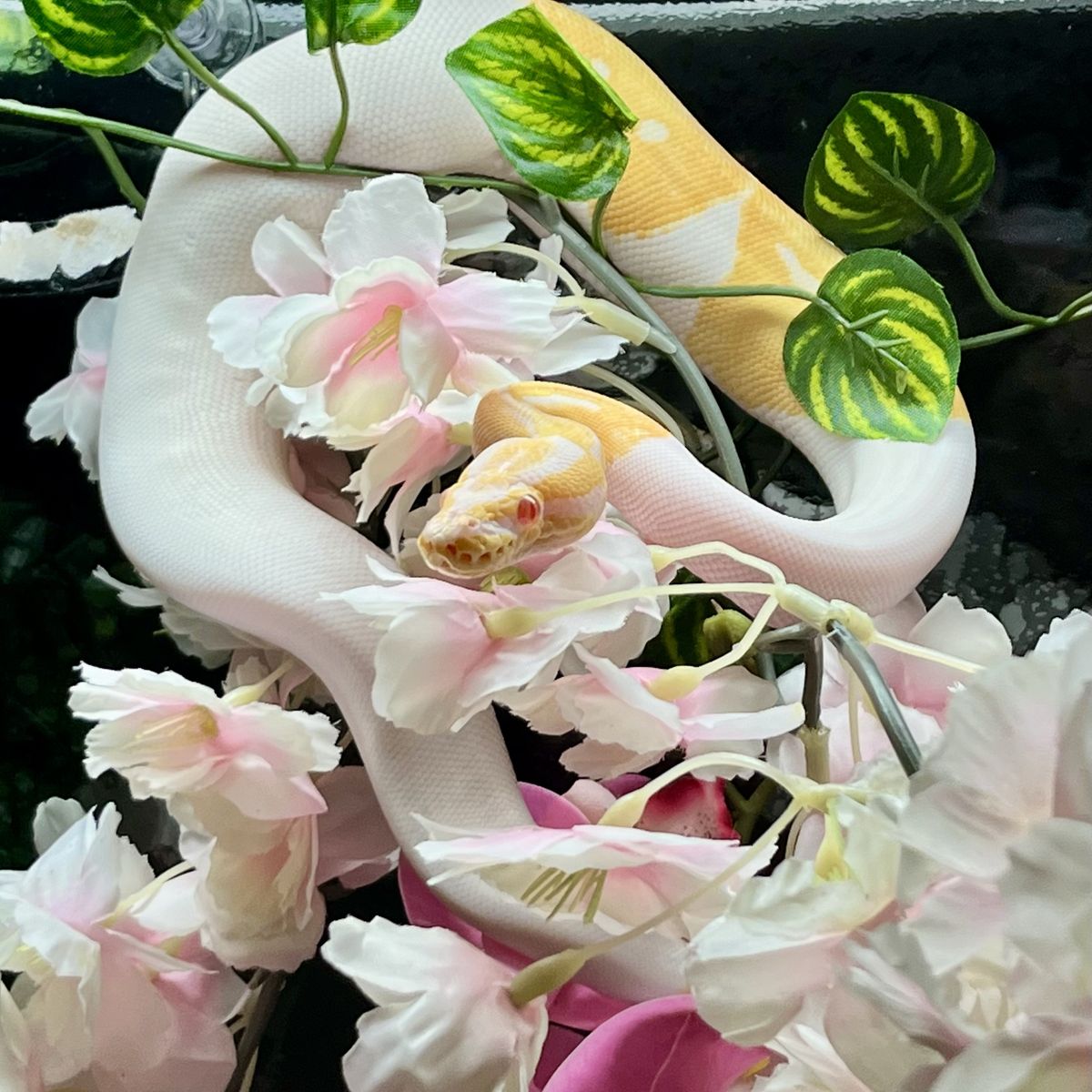 Albino Piebald Morph Ball Python w/Full Setup