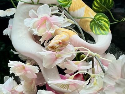 Albino Piebald Morph Ball Python w/Full Setup