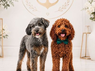 Teddy Bear 🧸AKC Mini Poodle Studs