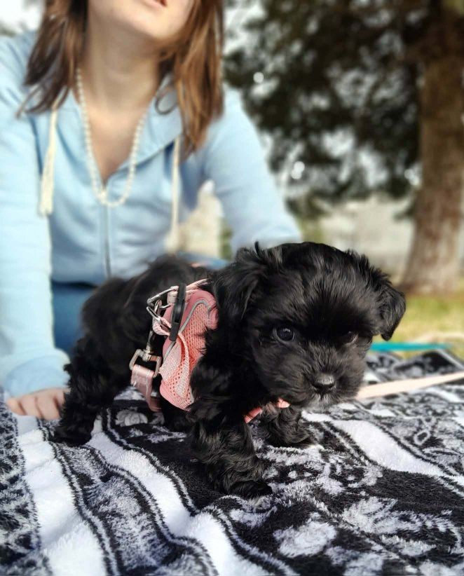 YorkiePoo Puppy