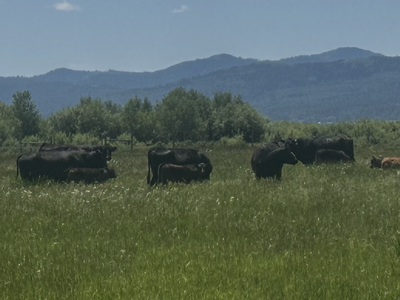 Need Pasture
