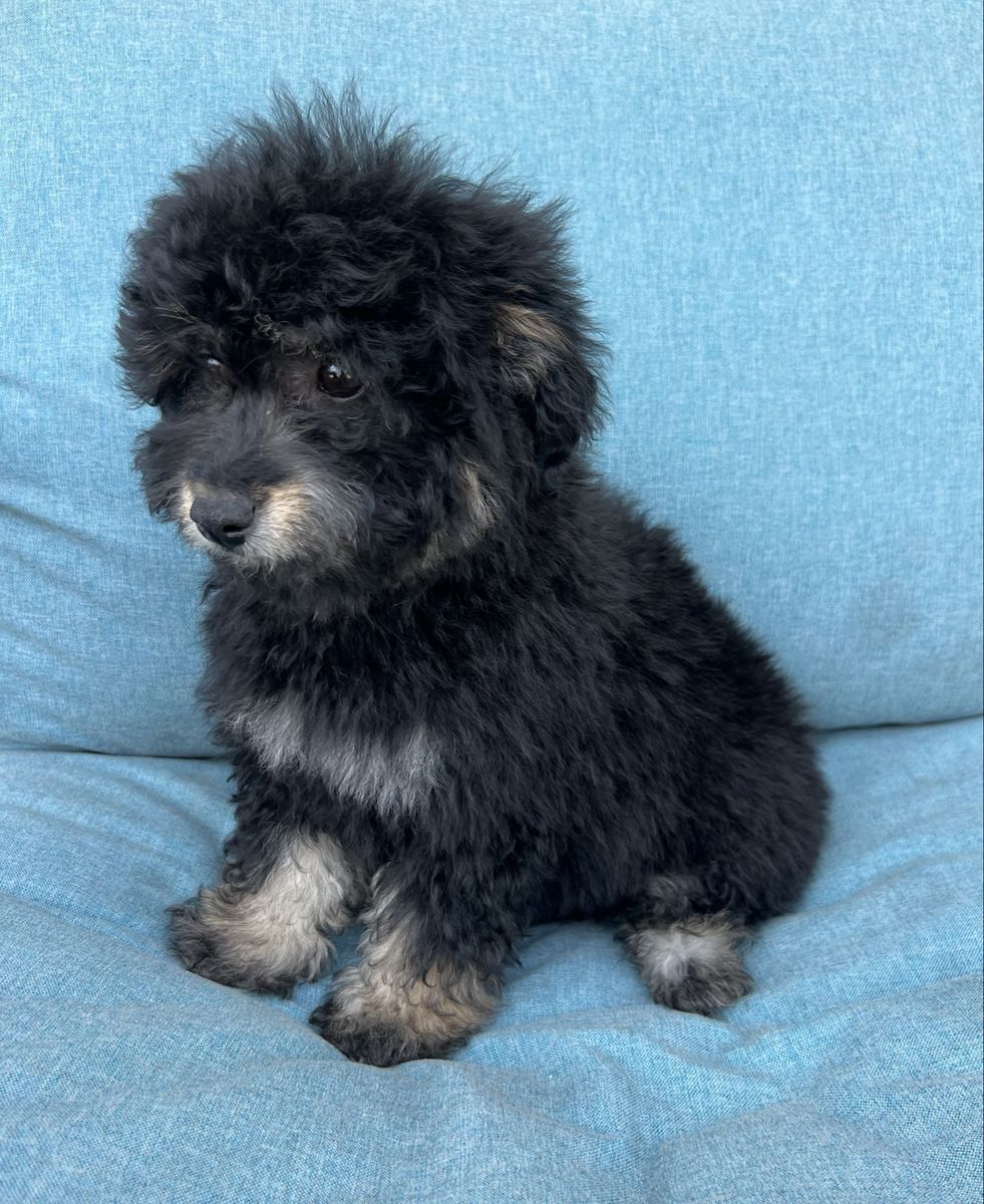 Toy Aussiedoodle F1B ( Toy Australian Shepherd x Poodle )