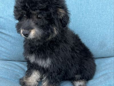 Toy Aussiedoodle F1B ( Toy Australian Shepherd x Poodle )