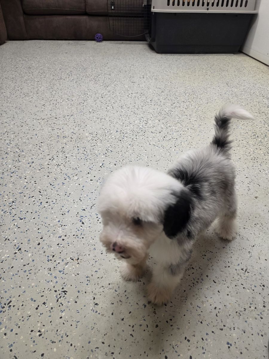 Sheepadoodle Puppy (Miniature - 9 weeks)