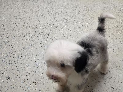 Sheepadoodle Puppy (Miniature - 9 weeks)