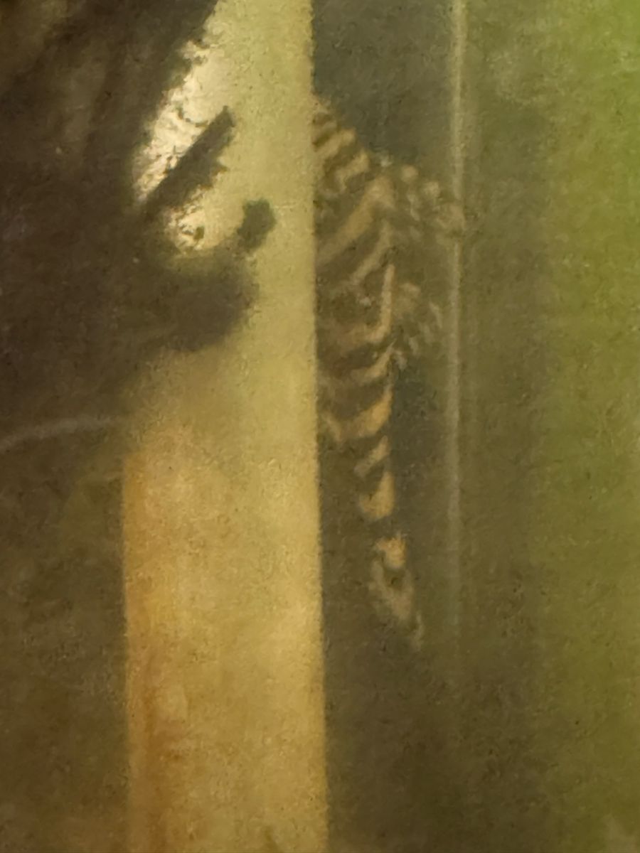 Leopard Frog Pleco Adult