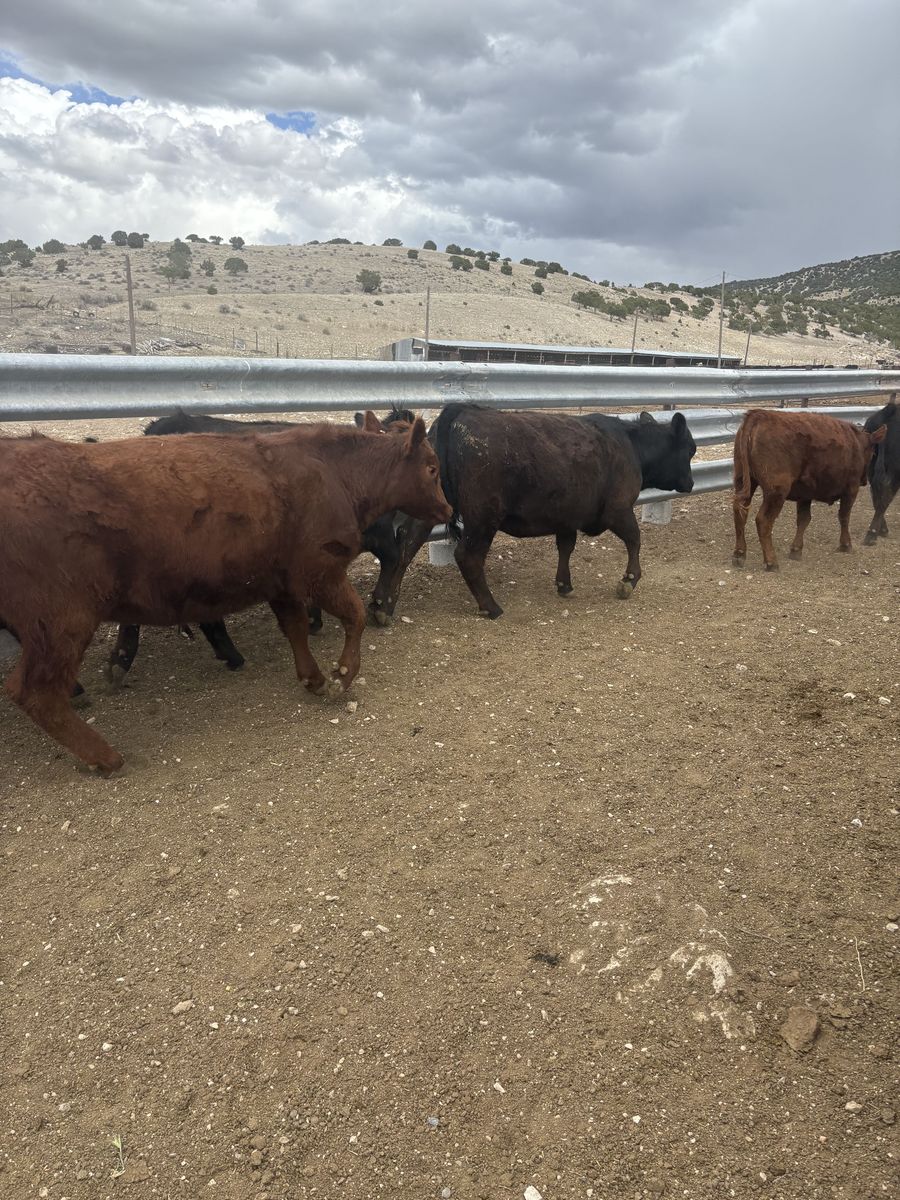 Replacement heifers