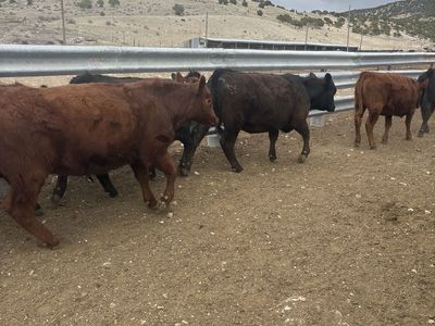 Replacement heifers