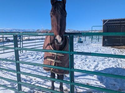 10 year old Gelding Thoroughbred