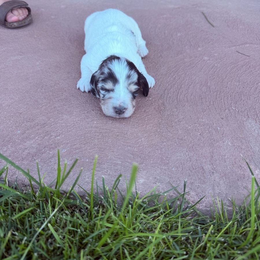 Mini AKC longhaired Dachshund