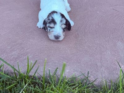 Mini AKC longhaired Dachshund