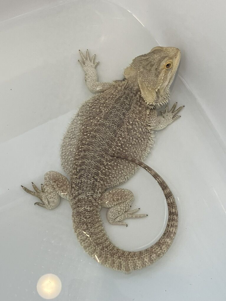 Male Bearded Dragon Het Zero