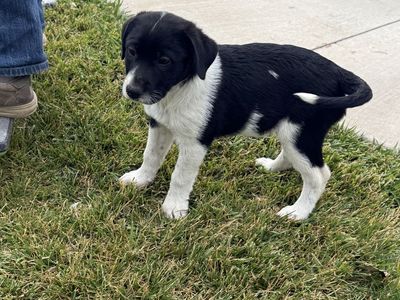 Puppies