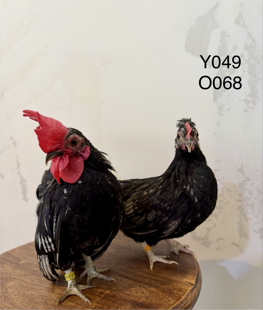 Kikiriki  Chicken Starter Pairs - NPIP Certified Flock
