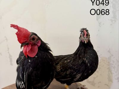 Kikiriki Chicken Starter Pairs - NPIP Certified Flock