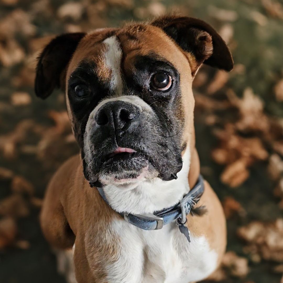 Male Boxer