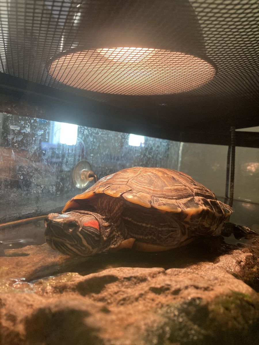 Red Eared Slider Turtle + Tank & Accesories