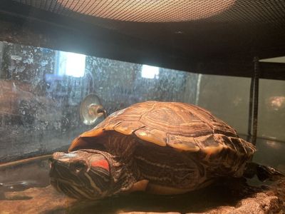Red Eared Slider Turtle + Tank & Accesories