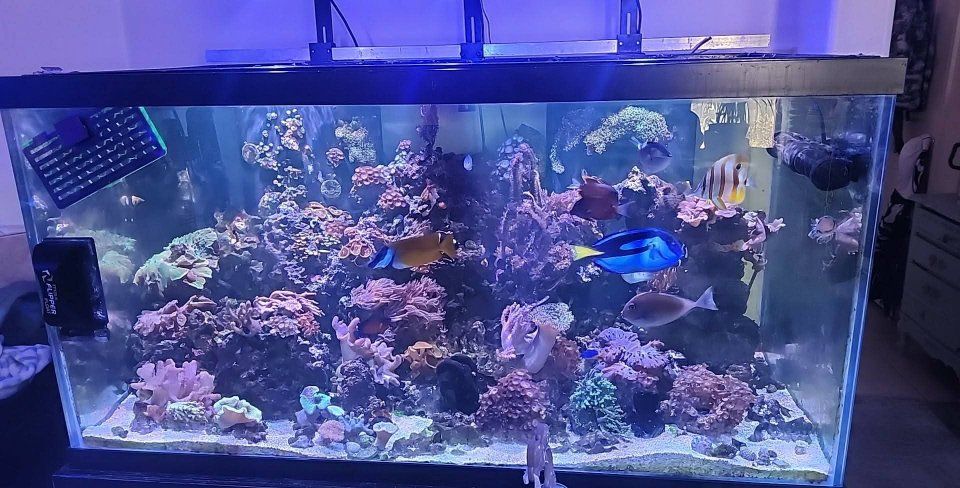 120g glass tank