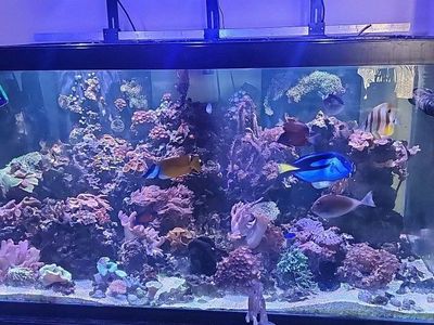 120g glass tank