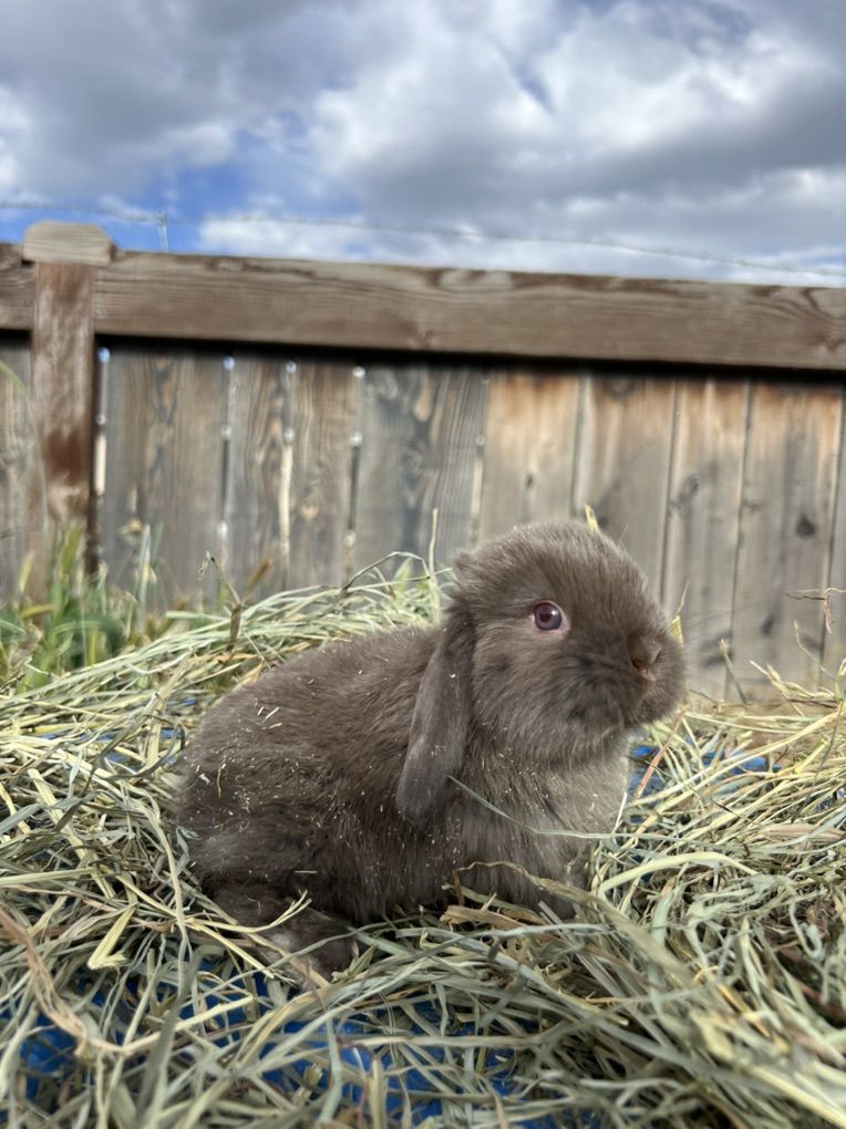 Chocolate Siamese Sable Holland Lop Buck