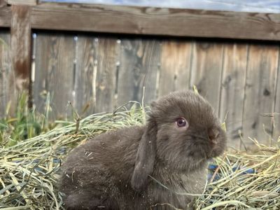 Chocolate Siamese Sable Holland Lop Buck